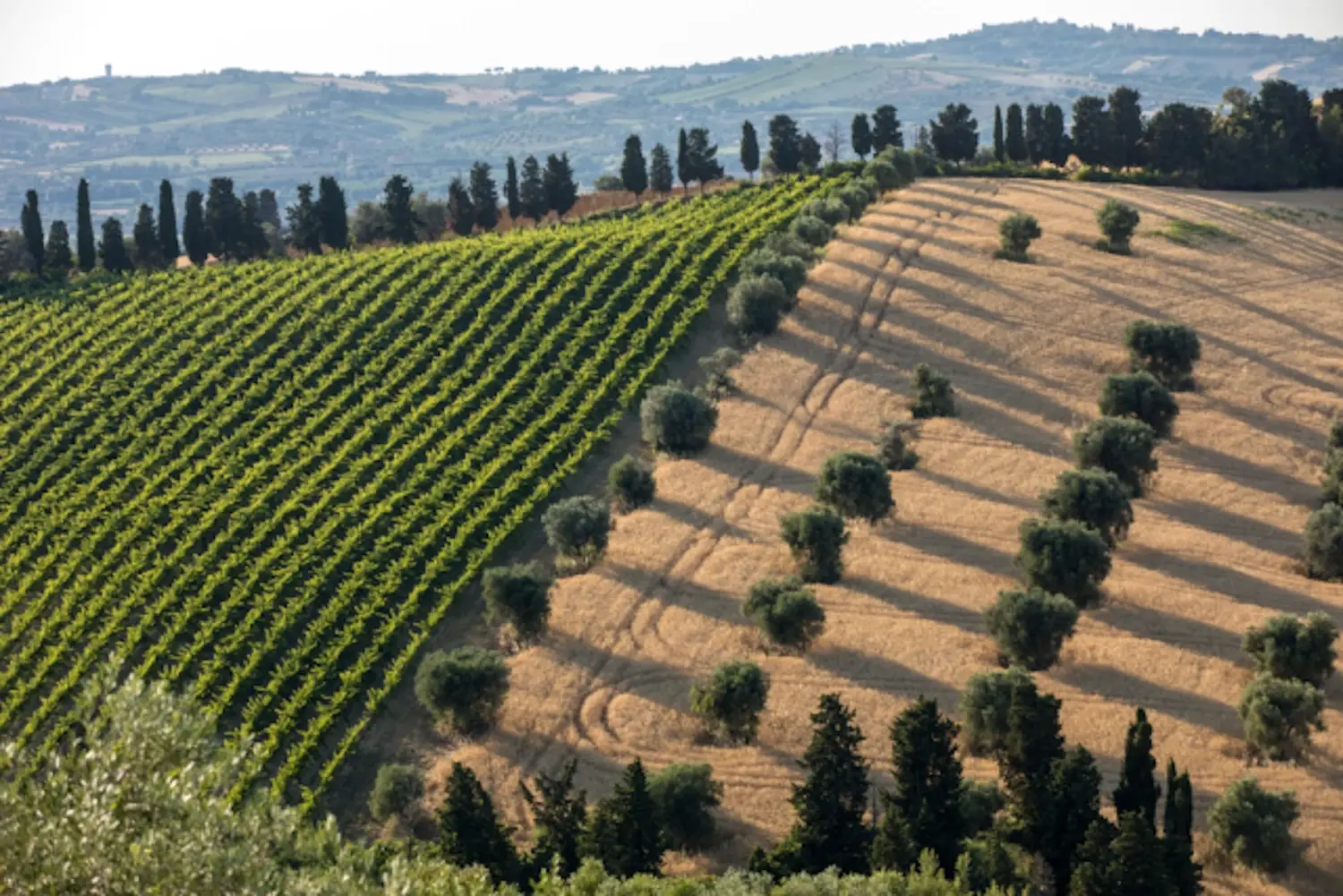 Colline verdi con filari di vigne e alberi di ulivo, con un paesaggio ondulato sotto il sole.