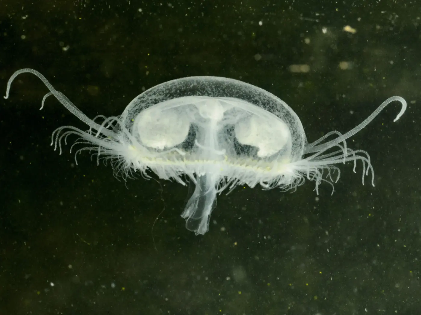 Una medusa traslucida che fluttua nell'acqua, con tentacoli e una forma rotonda.