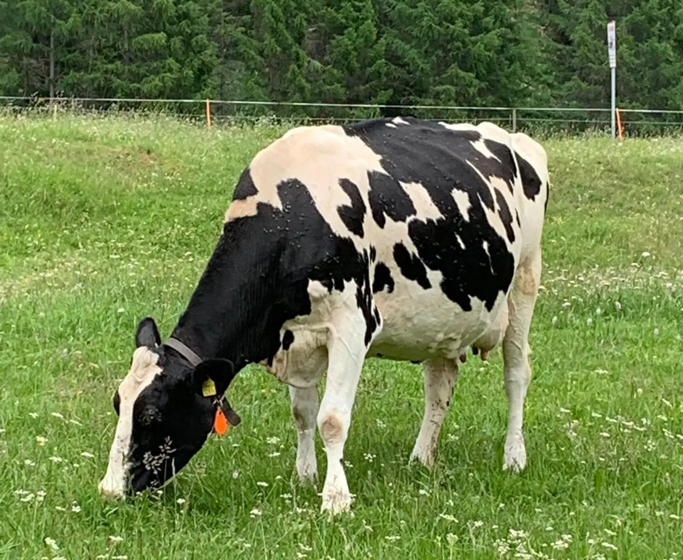 Mucca a macchie bianche e nere che bruca erba in un campo verde, circondata da alberi.