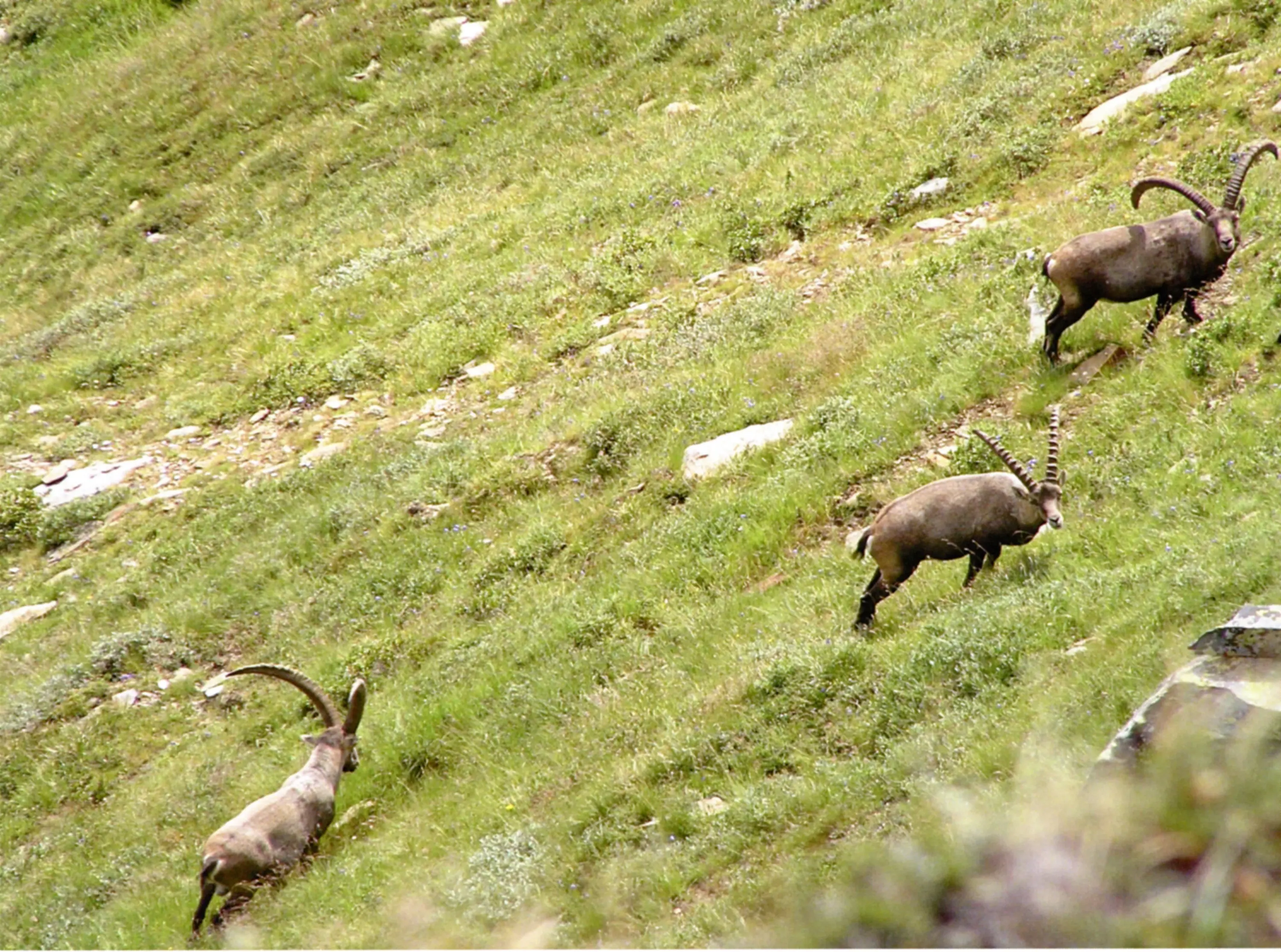 Un gruppo di stambecchi si muove su un pendio erboso, con uno di loro che si dirige verso sinistra e gli altri due più avanti a destra. Le corna sono ben visibili mentre gli animali si spostano tra le rocce e l'erba alta.