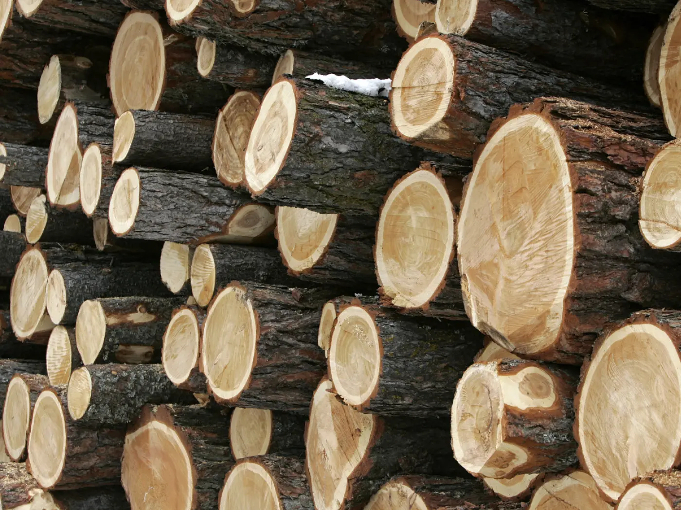 Tronchi di legno impilati, mostrando le fette rotonde con venature visibili. Alcuni tronchi presentano una leggera copertura di neve.