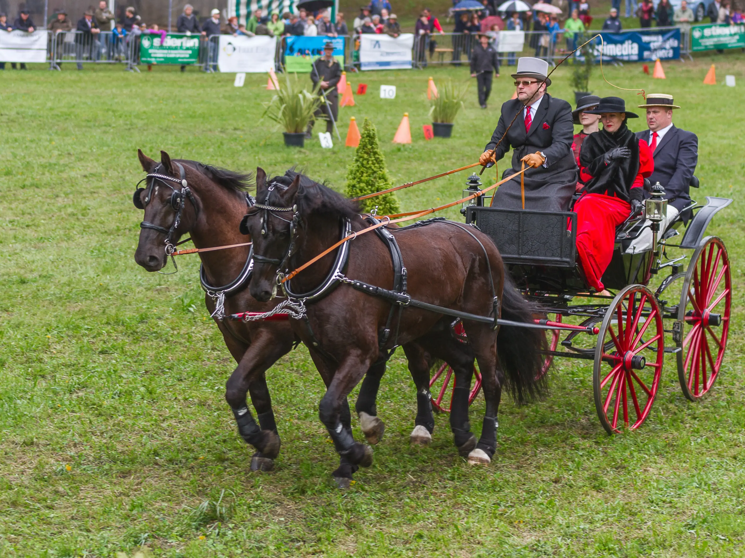 Cavalli neri tirano una carrozza con due persone vestite elegantemente, mentre un uomo fronteggia i cavalli. Sullo sfondo, un pubblico assiste all'evento in un campo verde.