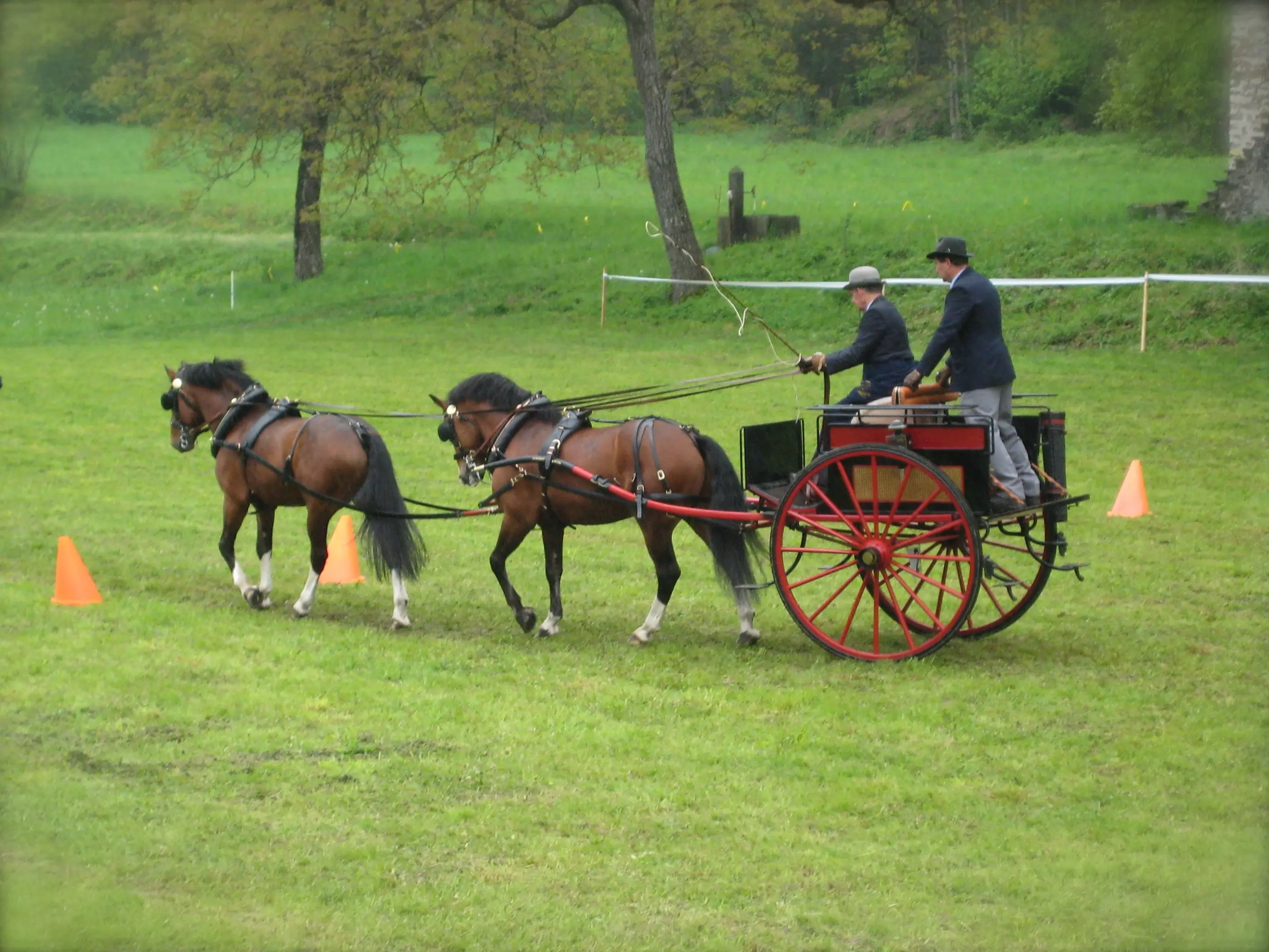 Due cavalli trainano un carro, guidati da due persone. Sono immersi in un campo verde, con coni arancioni posizionati a terra. Sullo sfondo si vedono alberi e un' atmosfera serena.
