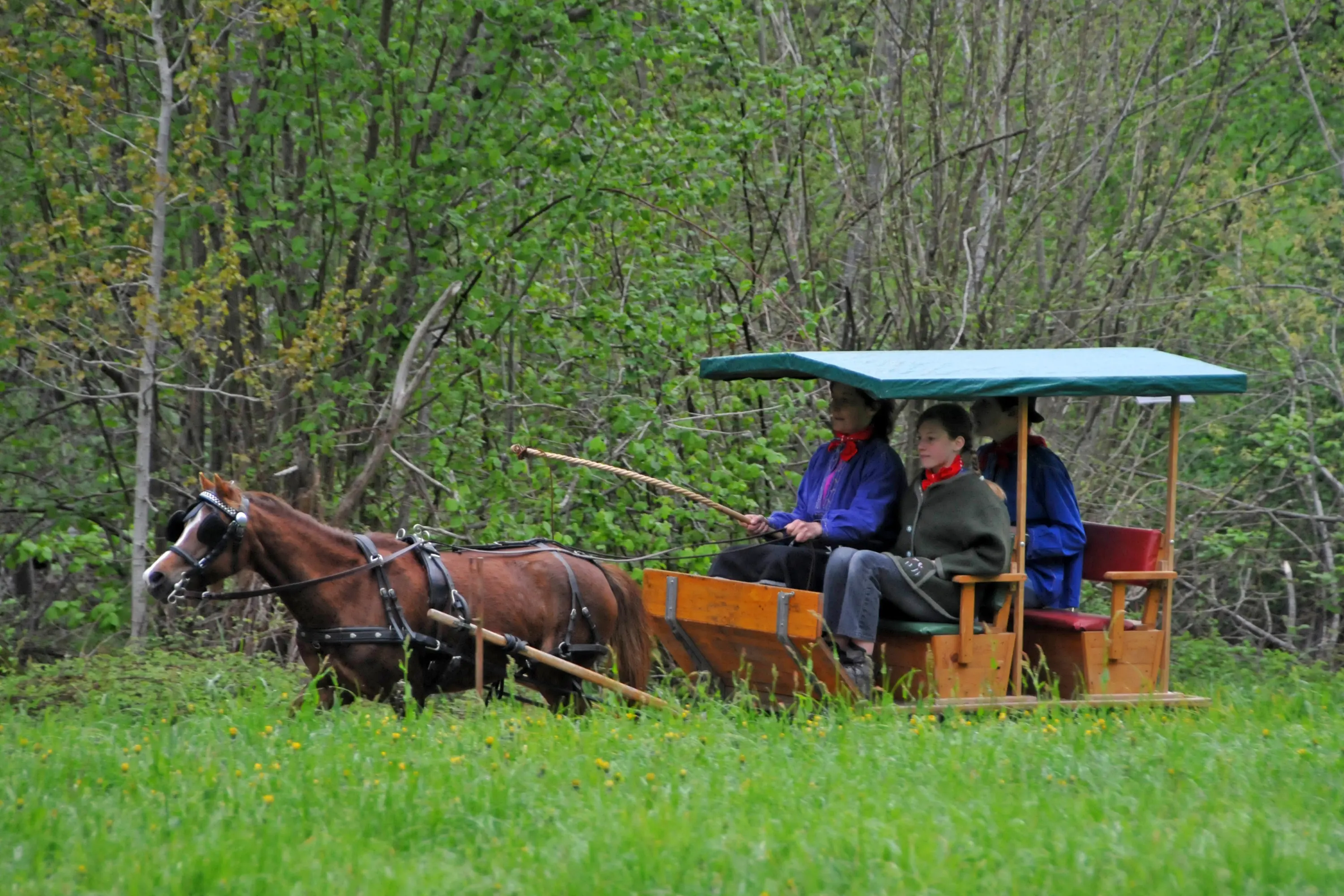 Due persone sedute su un carro trainato da un pony, circondati da un prato verde e alberi. Fa bella giornata e i passeggeri indossano un abbigliamento casual.