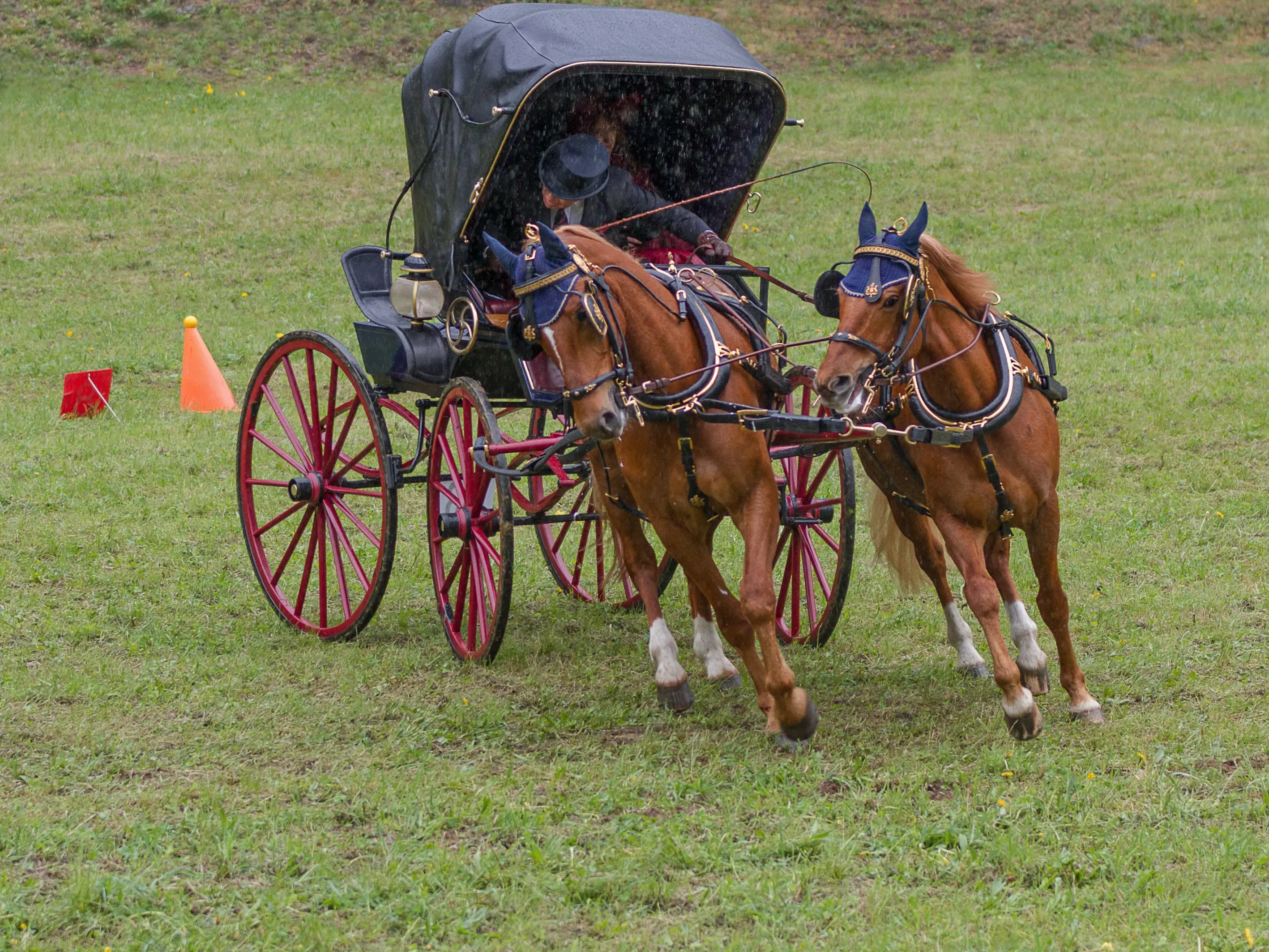 Cavalli trottano in un campo mentre trainano una carrozza con ruote rosse. La carrozza è coperta e i cavalli indossano bardature blu.